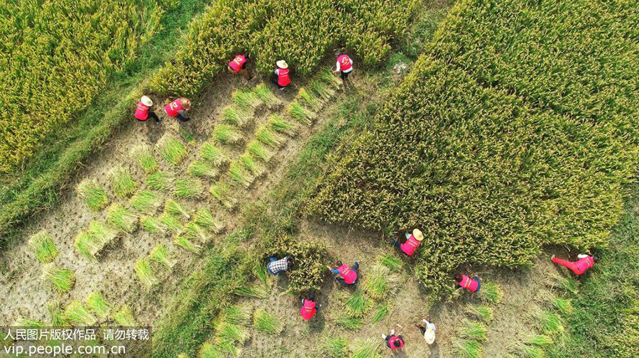 10月21日，在浙江省湖州市德清县莫干山镇劳岭村，人大代表正帮助种植大户收割晚稻。